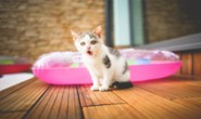 MySql 计算连续签到天数